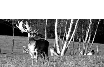 Black and white image of deer in a natural setting with trees and grass.