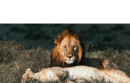 Lion lying on a rock with a blurred natural background