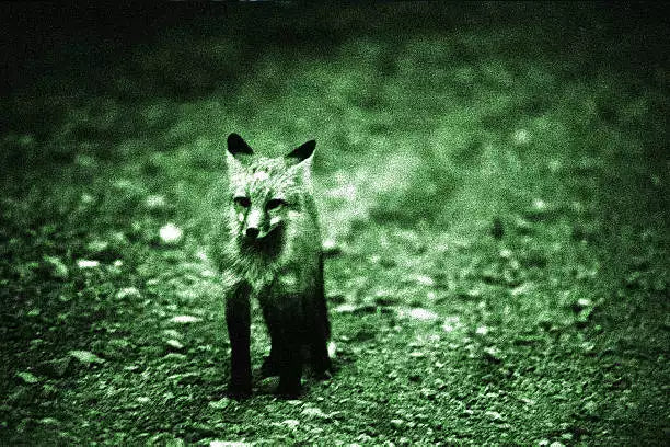a fox of night vision , night vision goggles in hunting application cover