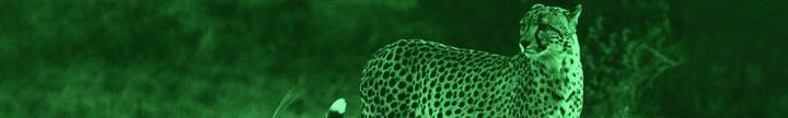 Mobile Banner