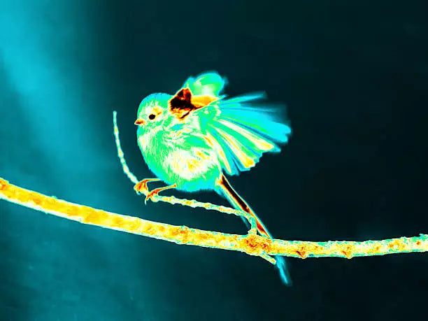 Why are Thermal Imaging Cameras so Useful